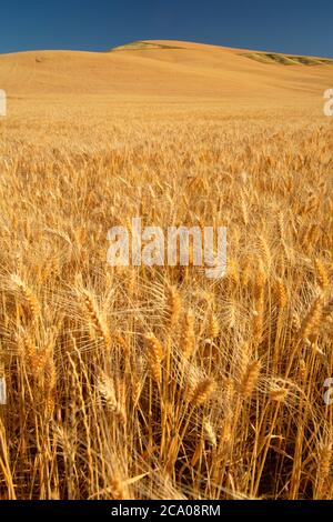 Wheatfield, Walla Walla County, Washington Foto Stock