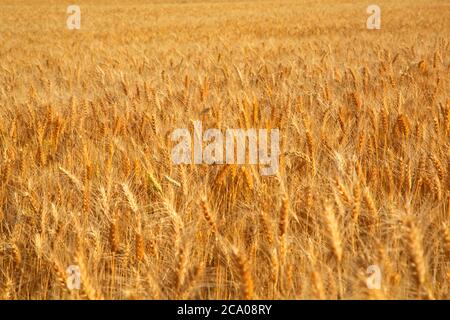 Wheatfield, Walla Walla County, Washington Foto Stock