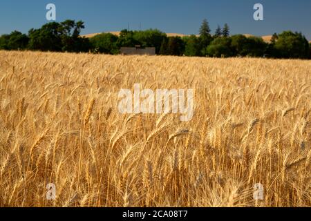 Wheatfield, Walla Walla County, Washington Foto Stock