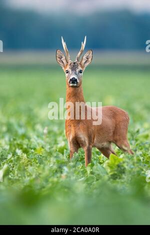 Alert capriolo in piedi su campo nella natura estiva. Foto Stock