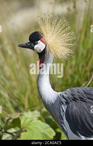 Primo piano di Nero Crowned Crane (Balearica pavonina) visto dal profilo Foto Stock