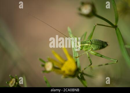 Un bush-cricket (Leptophyes puntatissima) speckled su una pianta di coleopsis verticillata in un giardino a Exeter, Devon, Regno Unito. Foto Stock