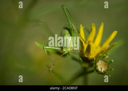 Un bush-cricket (Leptophyes puntatissima) speckled su una pianta di coleopsis verticillata in un giardino a Exeter, Devon, Regno Unito. Foto Stock