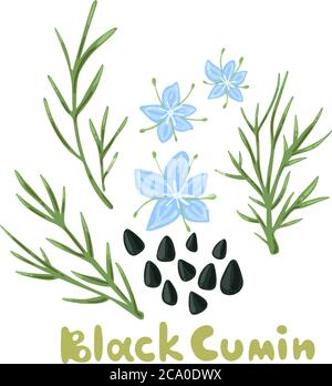 Nigella sativa. Cumino nero pianta, fiori, rami, seme. Spezie ed erbe. Design floreale con caraway nero e titolo. Carino stile piatto per il tessuto Illustrazione Vettoriale