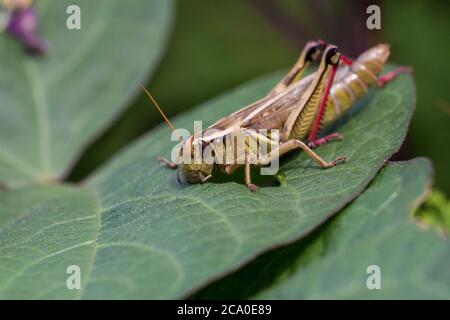 Cavallette per gola spur, genere Melanoplus Foto Stock