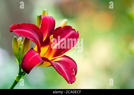 Scarlatto singolo, fiore giglio-simile di Hemerocallis 'Stafford'. Daylily 'Stafford' con sfondo verde fuori fuoco Foto Stock