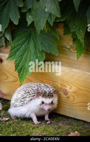 Ritratto verticale di un adorabile riccio africano dal colore bianco o a quattro punte che gioca all'esterno sull'erba. Foto Stock