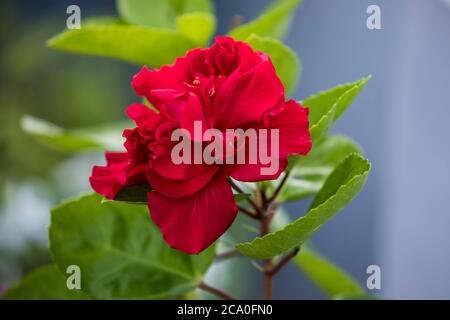 Vista ravvicinata dei fiori di China Rose. Foto Stock