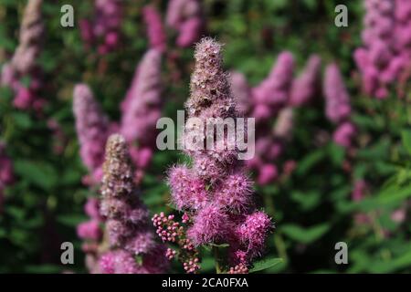 L'immagine mostra un fiore di bridegatto nel giardino Foto Stock