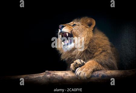 Il leone di Berber guardare maestosi denti sfondo scuro. Foto Stock