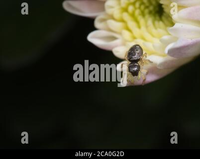 ragno che salta nero sulla dahlia bianca Foto Stock