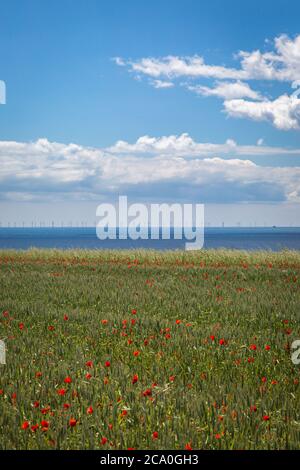 Guardando fuori su un campo di papavero in Sussex con un vento off shore in lontananza Foto Stock