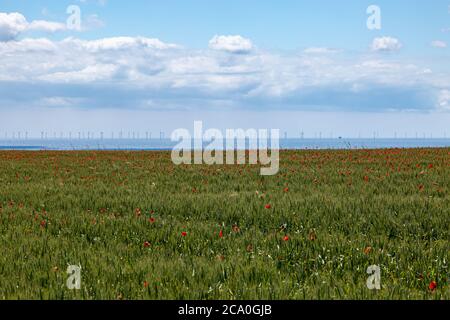 Guardando fuori su un campo di papavero in Sussex con un vento off shore in lontananza Foto Stock