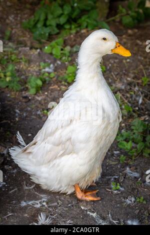 Un ritratto di un anatra Pekin bianco in piedi Foto Stock