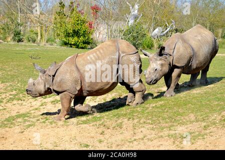 Rinoceronte indiano (Rhinoceros unicornis) che cammina in un file singolo Foto Stock