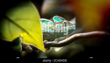 Camaleonte velato che cammina su bastone di bambù contro sfondo nero. Chameleon isolato su sfondo nero. Foto Stock