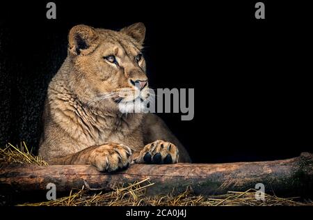 Il leone di Berber guardare maestosi denti sfondo scuro. Foto Stock