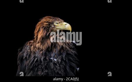 Aquila dalla coda bianca Haliaetus albicilla isolato su uno sfondo scuro. Aquila ritratto in una palude. Foto Stock