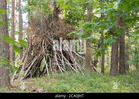 capanna fatta di rami di albero in foresta Foto Stock