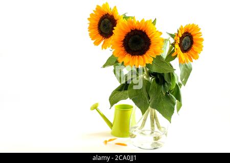 Girasoli nel vaso di vetro e poco annaffiatoio su sfondo bianco. Bel biglietto d'auguri di design. Foto Stock