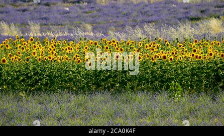 Girasoli gialli (Helianthus annuus) e campi di lavanda in fiore Foto Stock