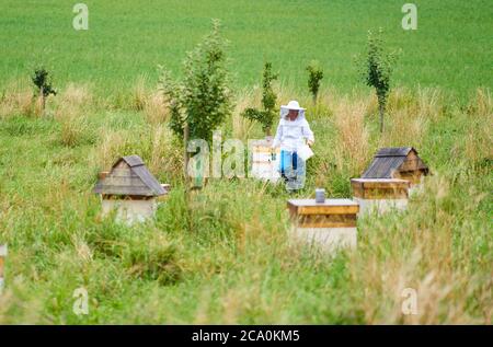 Pfaffenhofen a.H. ILM, Germania, 2 agosto 2020, Beekeeper si occupa di Demeter bio alveari. © Peter Schatz / Alamy Live News Foto Stock