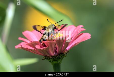 Closeup di Hummingbird Clearwing Moth (Hemaris thysbe) che si nutrono di nettare da un fiore rosa di Zinnia in estate, Canada Foto Stock