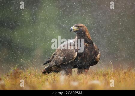 L'aquila (Aquila chrysaetos) è uno degli uccelli rapaci più conosciuti dell'emisfero settentrionale. È la specie di aquila più diffusa Foto Stock