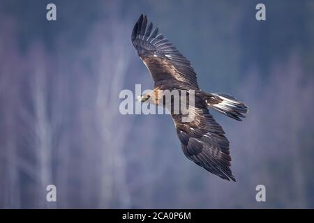 L'aquila (Aquila chrysaetos) è uno degli uccelli rapaci più conosciuti dell'emisfero settentrionale. È la specie di aquila più diffusa Foto Stock