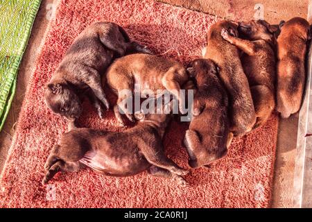 I cuccioli carini dormono Foto Stock