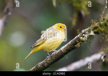 Bellissimo uccello giallo nella vegetazione della foresta pluviale atlantica, Serrinha do Alambari Riserva ecologica, Rio de Janeiro, Brasile Foto Stock