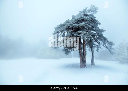 Struttura congelata nel paesaggio invernale a nebbia. Foto Stock