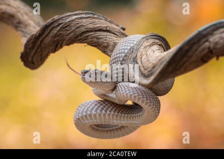 Trimeresurus purpurpureomaculatus è una specie venomosa di vipera di buca nativa Foto Stock