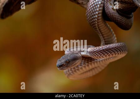 Trimeresurus purpurpureomaculatus è una specie venomosa di vipera di buca nativa Foto Stock