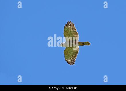 Ridgway's Hawk (Buteo ridgwayi) maschio adulto in volo, specie endemica Los Haitises NP, Repubblica Dominicana Gennaio 2014 Foto Stock