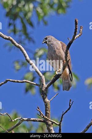 Ridgway's Hawk (Buteo ridgwayi) maschio adulto appollaiato sulla filiale chiamata, specie endemica Los Haitises NP, Repubblica Dominicana 2 gennaio Foto Stock