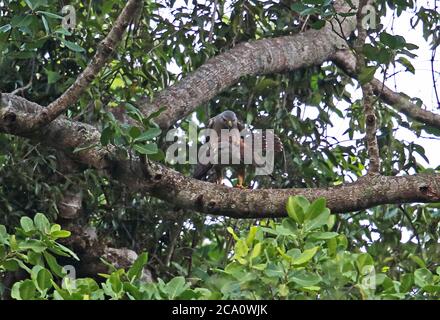 Ridgway's Hawk (Buteo ridgwayi) accoppiamento di coppia, specie endemiche Los Haitises NP, Repubblica Dominicana Gennaio 2014 Foto Stock