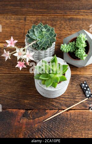 Home piante interne piccole succulente in pentola di pianta di calcestruzzo su uno sfondo di legno Foto Stock