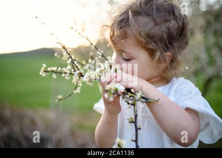 Bambina piccola in piedi su prato all'aperto in estate, fiori profumati. Foto Stock