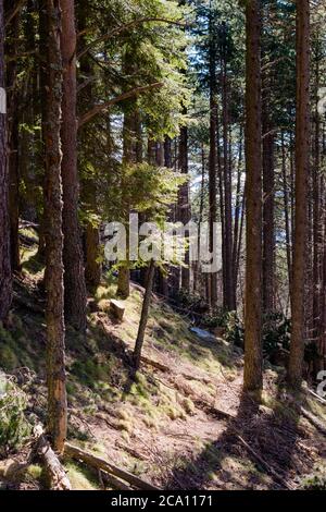 Luce che entra attraverso gli alberi di una foresta ripida. Foto Stock