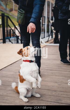 Carino cane Jack Russell Terrier seduto tra un grovidio di persone all'aperto Foto Stock