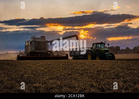 Mietitrebbia con grano tagliato da scarico Foto Stock