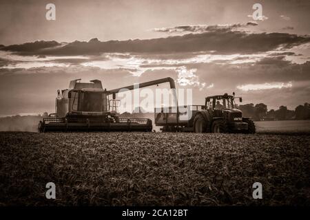 Mietitrebbia con grano tagliato da scarico Foto Stock