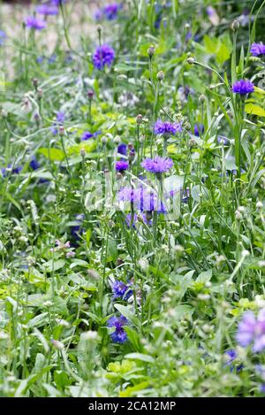 Centaurea ciano fiorire in un giardino di taglio. Fiori di mais. Foto Stock