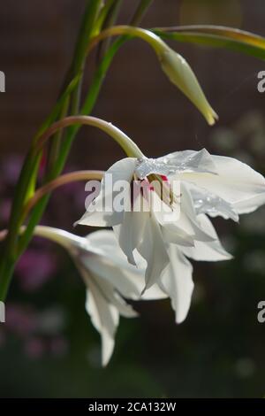 Acidanthera Murielae, una bella fioritura bianca con un cuore cremisi che fa parte della famiglia dei gladioli Foto Stock