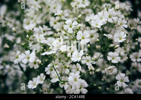 Immagini Stock - Piccoli Fiori Secchi Bianchi, Sfondo Bianco Gypsophila In  Fiore.. Image 120429420