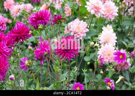 Magenta rosa Cactus Dahlia in un bordo erbaceo. Foto Stock