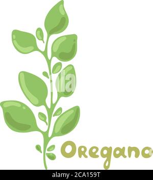 Oregano sprigs vettore cute clipart illustrazione. Pianta isolata con foglie. Illustrazione di stile piatto di erbe. Icona prodotto organico non dettagliato. Cucina Illustrazione Vettoriale