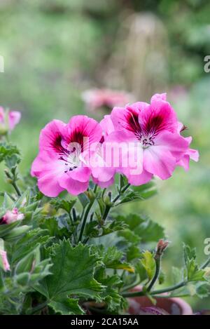 Pelargonio Regal Elegance David Foto Stock