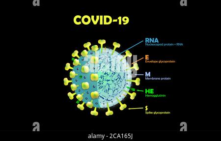 Corona Virus. Modello in sezione trasversale di un Coronavirus Covid-19 Foto Stock